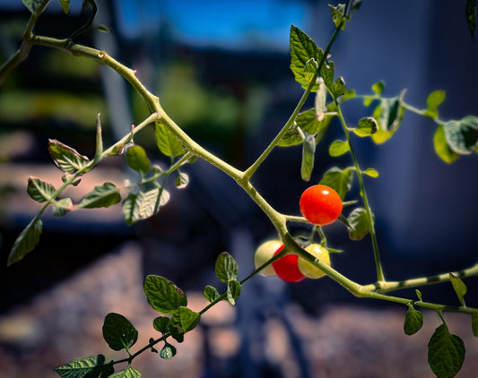 5 Ways to Make Your Subject the Star of the Shot