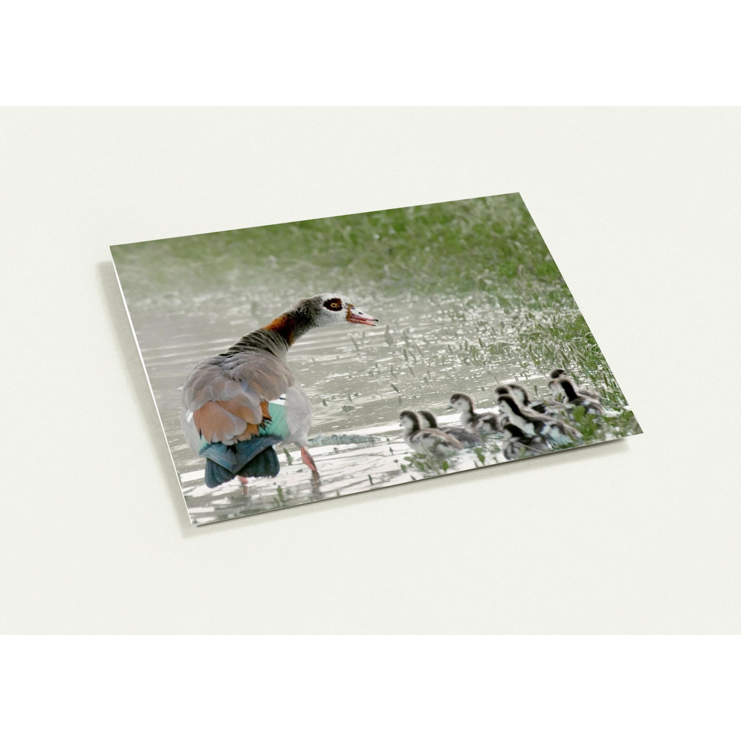 87768a18-3e65-46d5-8b89-bfa42e8e9488