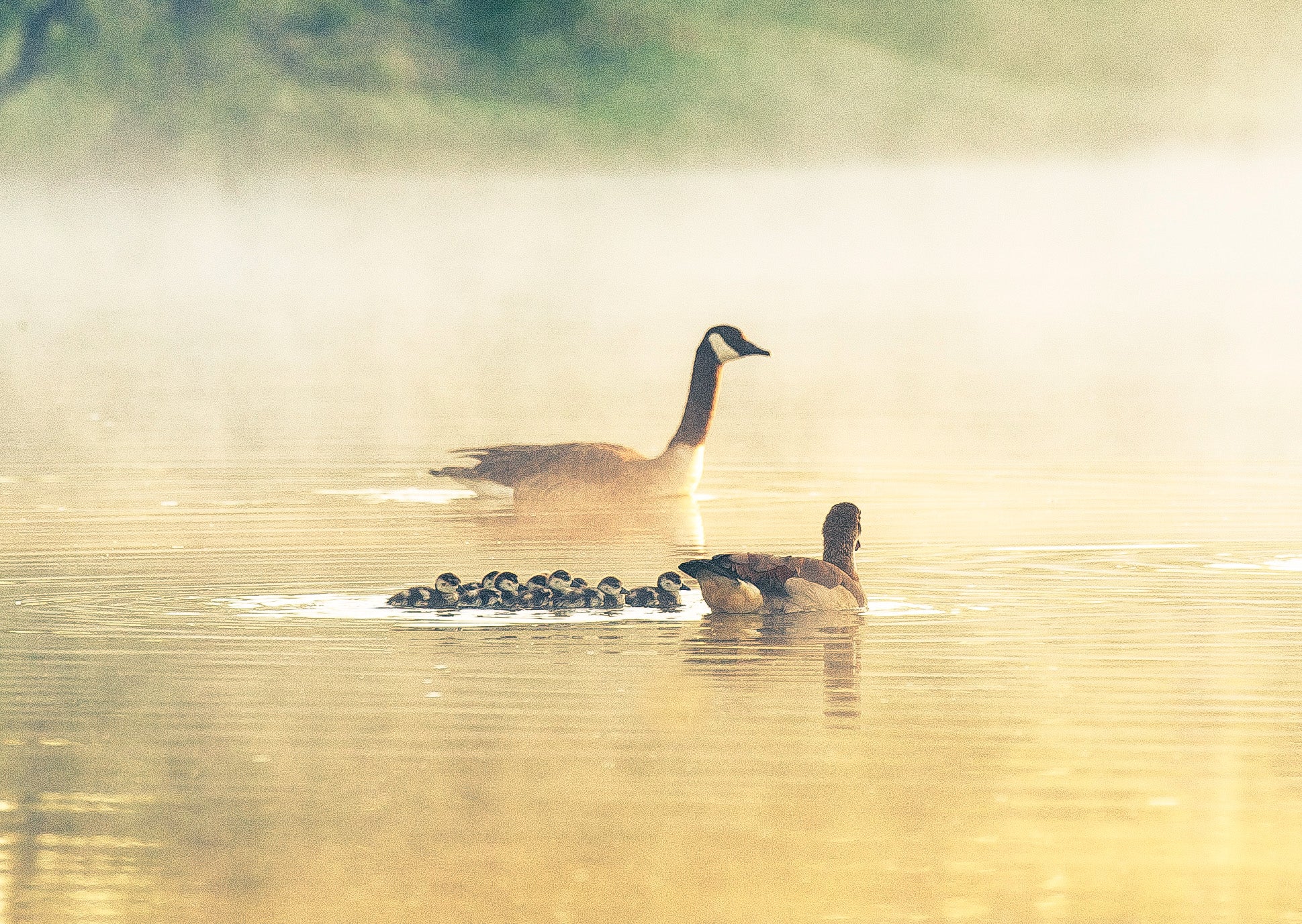 Two adult ducks with ducklings swimming on a misty lake